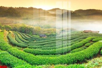 File in trần file tranh in treo tường file decor tổng hợp R5245 (bản gốc) hoa văn