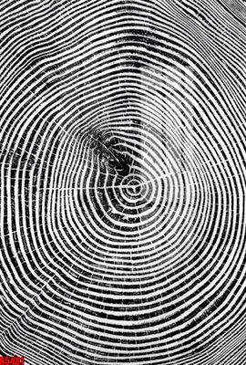 Tải file file tranh in treo tường file decor tổng hợp R5481 (gốc) in trên mọi chất liệu