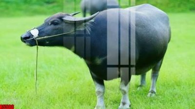 Hình ảnh gốc file tranh in treo tường file decor tổng hợp R5508 (để in khổ lớn)