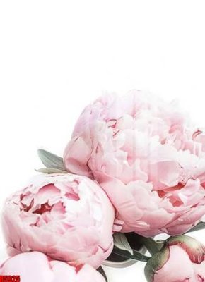 Tệp tin gốc file tranh in treo tường file decor tổng hợp R5925 (dùng cho in) file tranh in treo tường file decor tổng hợp R5925