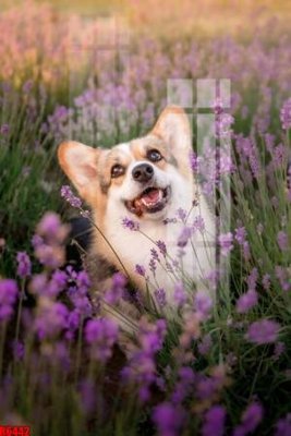 Tải file file tranh in treo tường file decor tổng hợp R6442 (ảnh gốc) in tráng gương