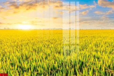 File gốc in tráng gương file tranh in treo tường file decor tổng hợp R9139 chi tiết