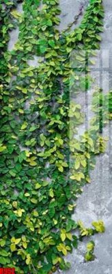 File in ấn chuyên nghiệp file tranh in treo tường file decor tổng hợp R952 (file gốc)