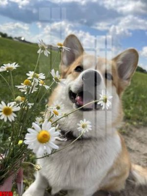 Download file tranh PSD file tranh in treo tường file decor tổng hợp R9710 để chỉnh sửa