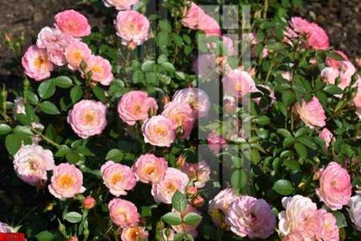 Download file file tranh in treo tường file decor tổng hợp R9739 (chuẩn in) file tranh in treo tường file decor tổng hợp R9739