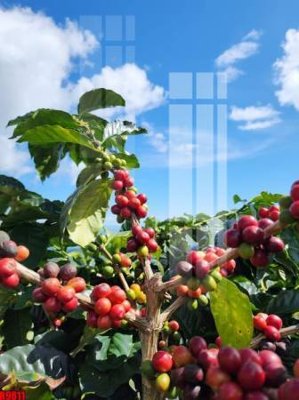 Tải file file tranh in treo tường file decor tổng hợp R9811 (gốc) in trên mọi chất liệu