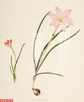 File PSD in ấn Tranh sơn dầu phương tây tổng hợp STS10762 (chất lượng cao)