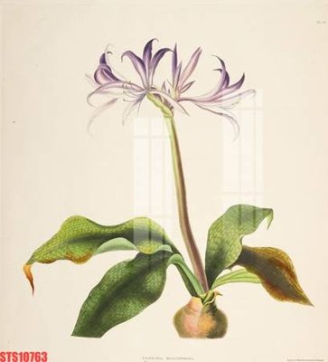 File in trần Tranh sơn dầu phương tây tổng hợp STS10763 (bản gốc) mây trời