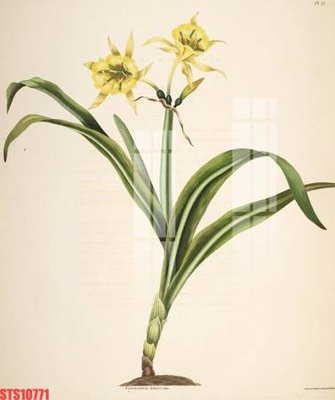 Tải file Tranh sơn dầu phương tây tổng hợp STS10771 (gốc) in tranh tráng gương