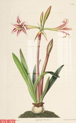 File ảnh gốc Tranh sơn dầu phương tây tổng hợp STS10772 (chuyên in mica)