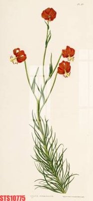 Tải về file tranh gốc Tranh sơn dầu phương tây tổng hợp STS10775 (để in quảng cáo)