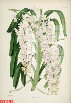 Chi tiết file tranh tráng gương Tranh sơn dầu phương tây tổng hợp STS10784 (ảnh gốc)