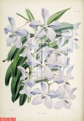 File in trần Tranh sơn dầu phương tây tổng hợp STS10785 (bản gốc) bầu trời