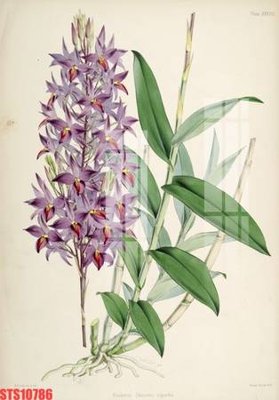 File gốc Tranh sơn dầu phương tây tổng hợp STS10786 (in tráng gương) sang trọng