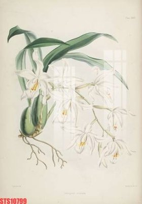 Tải file Tranh sơn dầu phương tây tổng hợp STS10799 (ảnh gốc) 300dpi Tranh sơn dầu phương tây tổng hợp STS10799