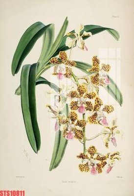 File gốc Tranh sơn dầu phương tây tổng hợp STS10811 (phong cách) tối giản