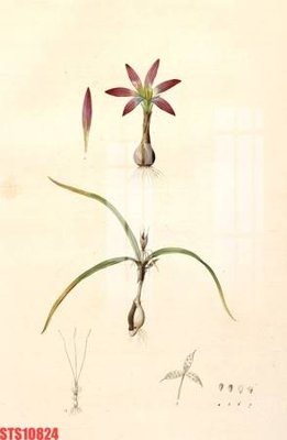 File tranh Tranh sơn dầu phương tây tổng hợp STS10824 (bản gốc) treo quán cafe