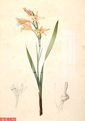 File tranh gốc Tranh sơn dầu phương tây tổng hợp STS10825 (bản quyền) file PSD