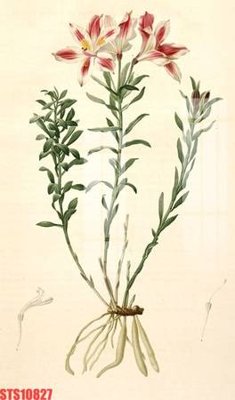 File tranh Tranh sơn dầu phương tây tổng hợp STS10827 (bản gốc) in canvas