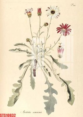 Hình ảnh file gốc Tranh sơn dầu phương tây tổng hợp STS10832 cho in UV