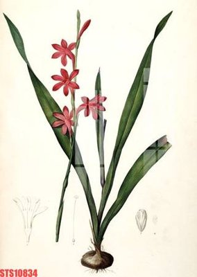 File ảnh Tranh sơn dầu phương tây tổng hợp STS10834 (gốc) in poster