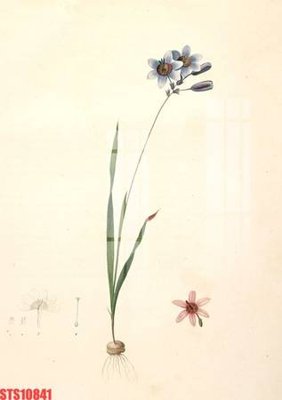 File gốc Tranh sơn dầu phương tây tổng hợp STS10841 (Filetranh.com) Tranh sơn dầu phương tây tổng hợp STS10841