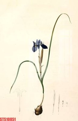 File in trần Tranh sơn dầu phương tây tổng hợp STS10851 (bản gốc) phong cảnh