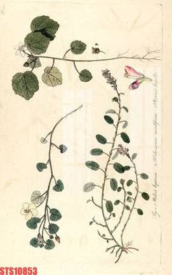 File gốc Tranh sơn dầu phương tây tổng hợp STS10853 (in tráng gương) ốp tường