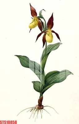 File PSD Tranh sơn dầu phương tây tổng hợp STS10858 (gốc) nhiều lớp (multi-layer)