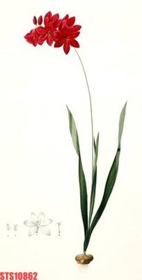 File in trần Tranh sơn dầu phương tây tổng hợp STS10862 (bản gốc 3D) sống động