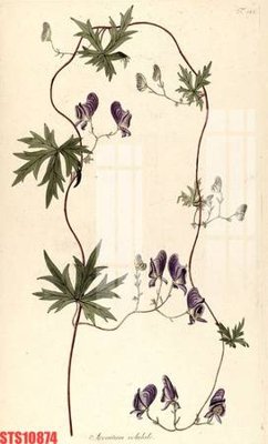 Download file Tranh sơn dầu phương tây tổng hợp STS10874 (gốc) in mica đèn LED