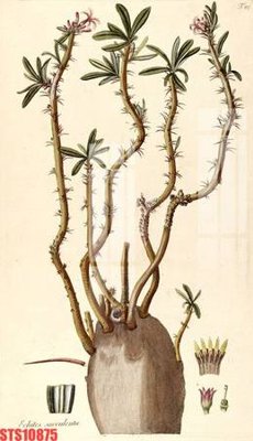 File tranh Tranh sơn dầu phương tây tổng hợp STS10875 (gốc) in vải canvas