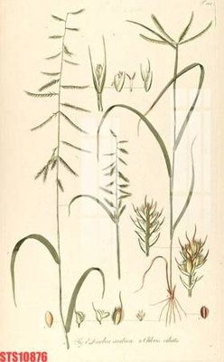 File tranh Tranh sơn dầu phương tây tổng hợp STS10876 (ảnh gốc) in trần nhà