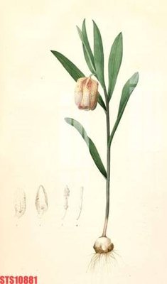 File in lụa Tranh sơn dầu phương tây tổng hợp STS10881 (hoa văn) Tranh sơn dầu phương tây tổng hợp STS10881