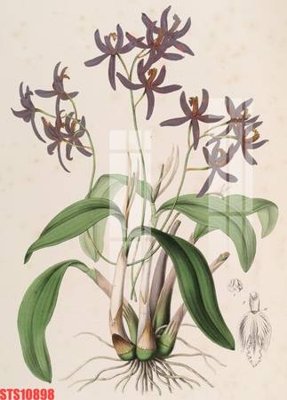 File gốc Tranh sơn dầu phương tây tổng hợp STS10898 (phong cách) châu Âu