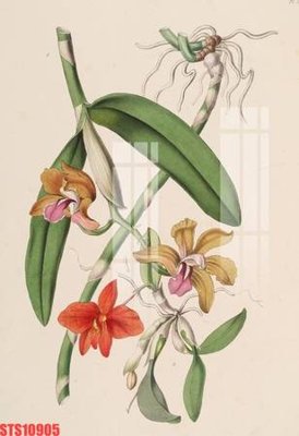 File gốc Tranh sơn dầu phương tây tổng hợp STS10905 (bản quyền) cho in ấn