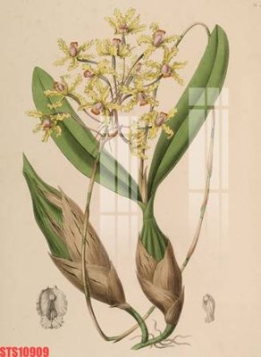 Tải xuống file tranh gốc Tranh sơn dầu phương tây tổng hợp STS10909 (PSD/TIFF)