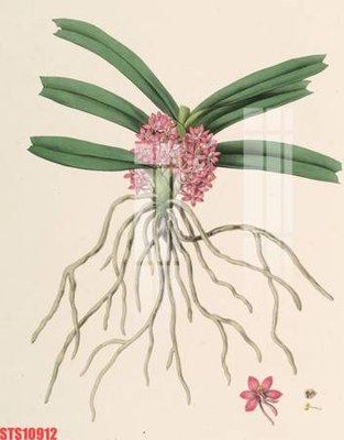 File in trần Tranh sơn dầu phương tây tổng hợp STS10912 (bản gốc) mây trời