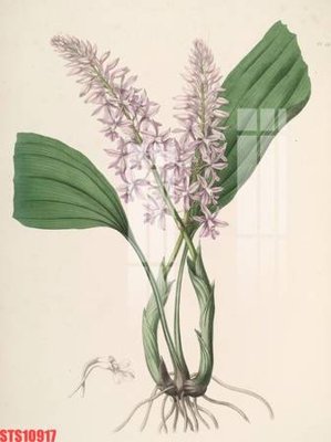 File gốc Tranh sơn dầu phương tây tổng hợp STS10917 (cho in ấn) từ kho Filetranh