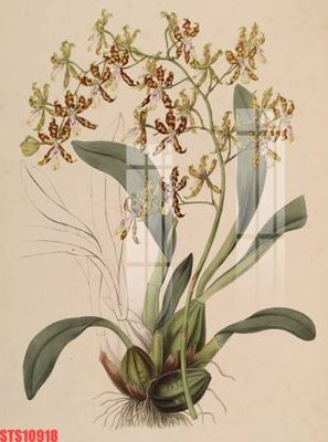 File PSD Tranh sơn dầu phương tây tổng hợp STS10918 (chất lượng in ấn)