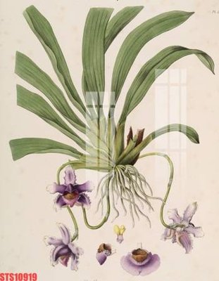 File gốc Tranh sơn dầu phương tây tổng hợp STS10919 (thiết kế) cho in ấn