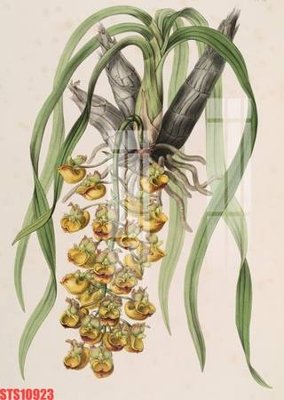 Hình ảnh file gốc Tranh sơn dầu phương tây tổng hợp STS10923 (chất lượng cao)