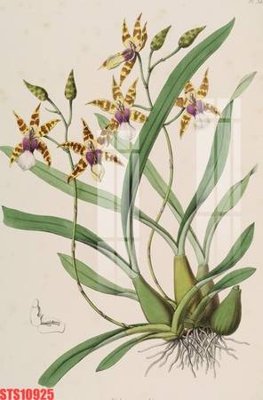 Tải file Tranh sơn dầu phương tây tổng hợp STS10925 (gốc) làm tranh trang trí