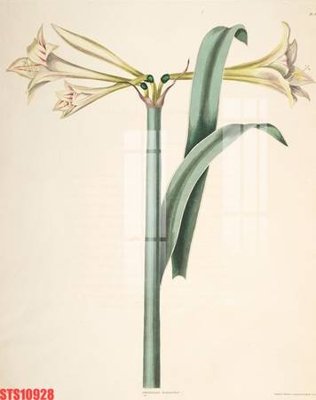 File gốc in ấn Tranh sơn dầu phương tây tổng hợp STS10928 chất lượng vượt trội