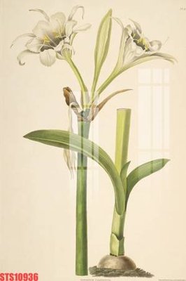 File gốc Tranh sơn dầu phương tây tổng hợp STS10936 (in tráng gương) ốp tường