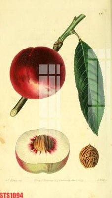 File gốc Tranh sơn dầu phương tây tổng hợp STS1094 (PNG) không nền chất lượng