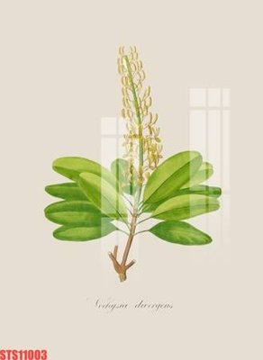 File tranh gốc Tranh sơn dầu phương tây tổng hợp STS11003 (sắc nét từng chi tiết)