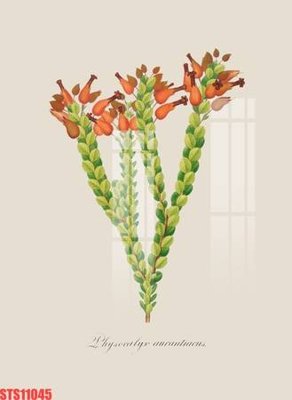 Ảnh gốc Tranh sơn dầu phương tây tổng hợp STS11045 (nét căng) in mica