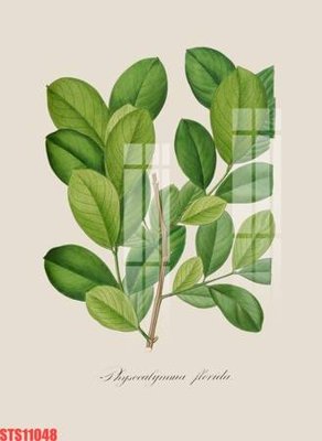 File gốc Tranh sơn dầu phương tây tổng hợp STS11048 (in tráng gương) hiện đại