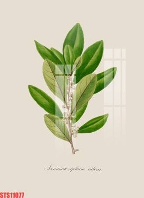 File gốc Tranh sơn dầu phương tây tổng hợp STS11077 (trang trí) phòng ngủ